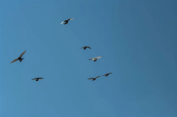 飛行中の鳩 ハトが飛ぶ ハトは空を飛んでいます — ストック写真