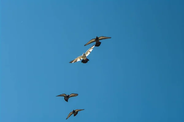 Colombe Vol Pigeons Volent Pigeons Volent Dans Ciel — Photo