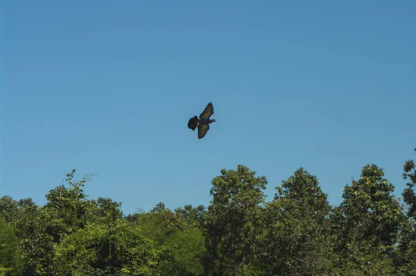 Pomba Voo Pombos Voam Pombos Voam Céu — Fotografia de Stock