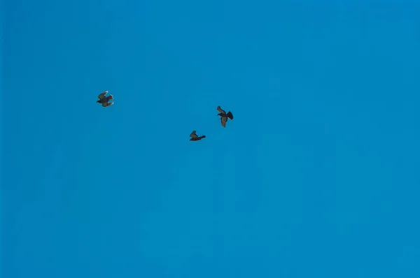 飛行中の鳩 ハトが飛ぶ ハトは空を飛んでいます — ストック写真