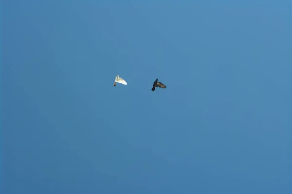 Περιστέρι Κατά Την Πτήση Πετούν Περιστέρια Περιστέρια Πετούν Στον Ουρανό — Φωτογραφία Αρχείου