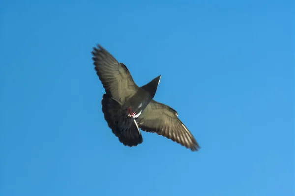 飞翔的鸽子 鸽子飞翔 鸽子在天空中飞翔 — 图库照片