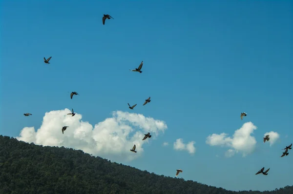 Uçuşta Güvercin Güvercin Sinek Güvercinlerin Gökyüzünde Uçuyor — Stok fotoğraf