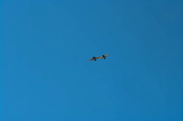 Taube Flug Tauben Fliegen Tauben Fliegen Himmel — Stockfoto