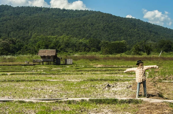 Fotografía Del Paisaje Paisajes Campos Arroz Asia Agricultores Estilo Vida —  Fotos de Stock