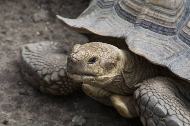 Sulcata kaplumbağa / kaplumbağa No 3 Dünya büyüklüğünde