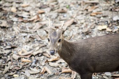 Geyik, geyik portresi / geyik live wildlife reserve