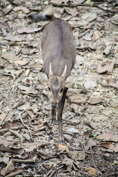 Geyik Geyik Portresi Geyik Live Wildlife Reserve — Stok fotoğraf