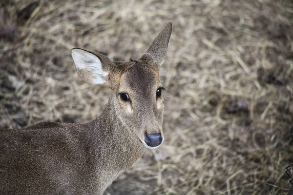 Portrait Deer Deer Deer Live Wildlife Reserve — Stock Photo, Image