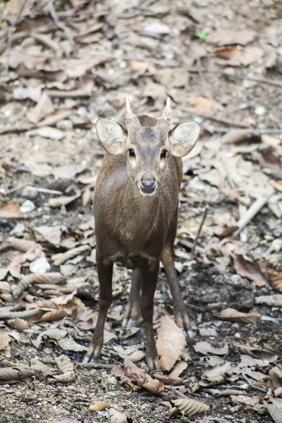 Portret Van Herten Herten Herten Live Het Natuurpark — Stockfoto