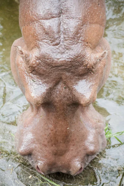 Hippopotamus Hippo Close Hippopotamus — Stock Photo, Image