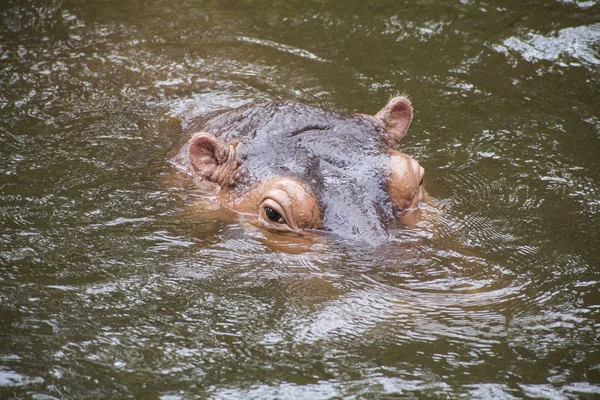 Hippopotame Hippopotame Gros Plan Sur Hippopotame — Photo