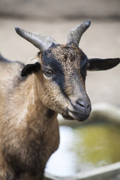 Domestic Goat Scientific Name Capra Hircus — стоковое фото