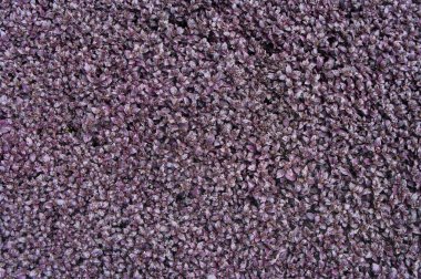 Arka plan görüntüsü bırakır; Meyve bitkiler