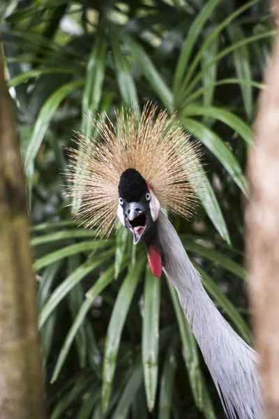 Funny animal ; Grey crowned crane ; Scientific name Balearica regulorum