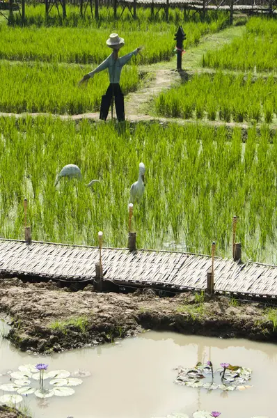 Fotografía Del Paisaje Paisajes Campos Arroz Asia Agricultores Estilo Vida —  Fotos de Stock