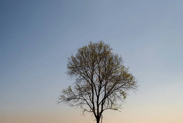 Tree , Abstract tree / one tree and blue background