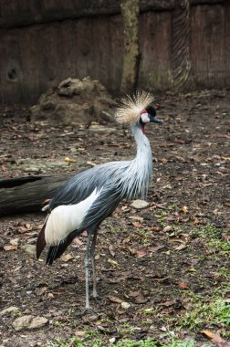 Taç vinç; Bilimsel adı Balearica regulorum