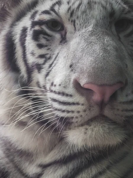 Weißer Tiger Weißes Tigergesicht — Stockfoto