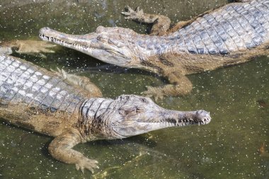 Gavial, gavial yakın çekim 