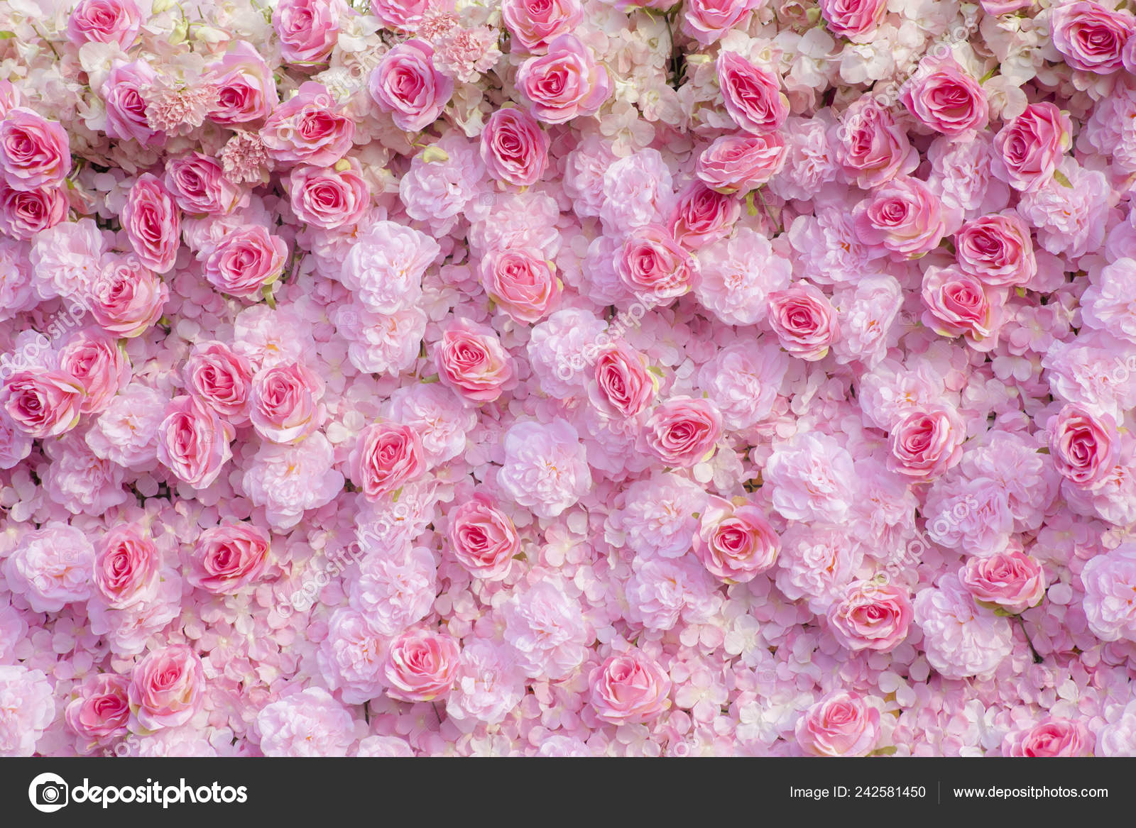 Pink Roses Background Pink Roses Wallpaper Stock Photo by ©nillapat