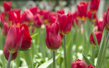 Kırmızı Laleler / bahçede kırmızı laleler