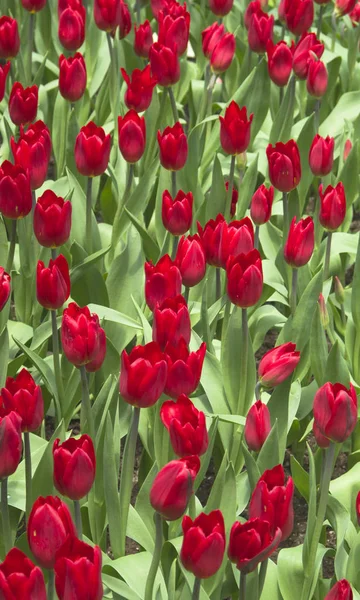 Red Tulips  / red tulips in the garden