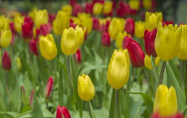 kırmızı ve sarı laleler  