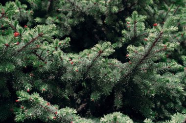 Zengin yeşil iğneler ve ince kırmızımsı tomurcuklar sergilenen bereketli köknar ağacı dallarının detaylı bir yakın çekimi. Yoğun doku ve doğal desen, bu görüntüyü bir orman arka planı olarak, botanik veya mevsimsel temalar, çevre dostu markalaşma için ideal kılar..