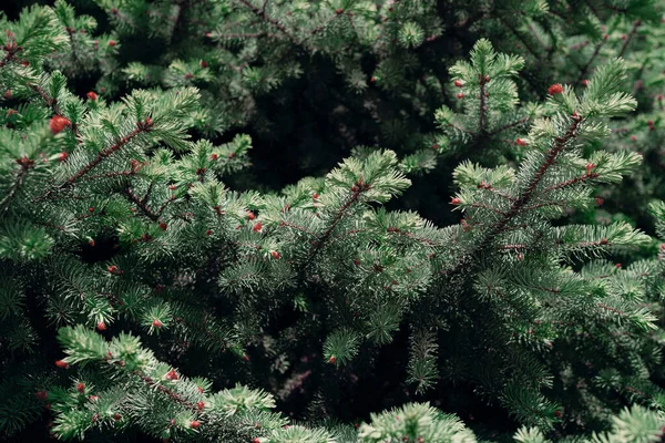 Zengin yeşil iğneler ve ince kırmızımsı tomurcuklar sergilenen bereketli köknar ağacı dallarının detaylı bir yakın çekimi. Yoğun doku ve doğal desen, bu görüntüyü bir orman arka planı olarak, botanik veya mevsimsel temalar, çevre dostu markalaşma için ideal kılar..