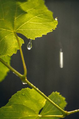Taze yağmur damlaları ve güneş ışığı parlayan üzüm yapraklarının yakın çekimi. Yumuşak bokeh ve yaz tazeliği ile doğal bahçe arka planı.