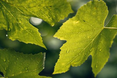Taze yağmur damlaları ve güneş ışığı parlayan üzüm yapraklarının yakın çekimi. Yumuşak bokeh ve yaz tazeliği ile doğal bahçe arka planı.