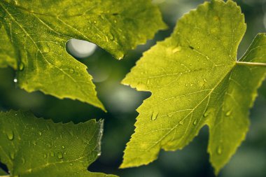 Taze yağmur damlaları ve güneş ışığı parlayan üzüm yapraklarının yakın çekimi. Yumuşak bokeh ve yaz tazeliği ile doğal bahçe arka planı.