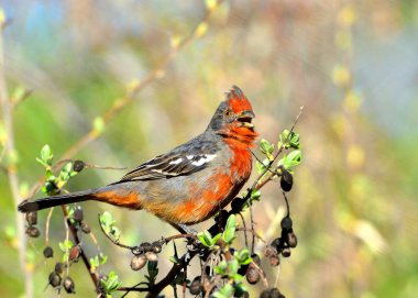 Dal kesici (phytotoma rutila), Arjantinli patagonya kuşu.