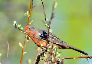 Dal kesici (phytotoma rutila), Arjantinli patagonya kuşu.