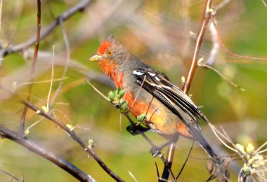 Dal kesici (phytotoma rutila), Arjantinli patagonya kuşu.