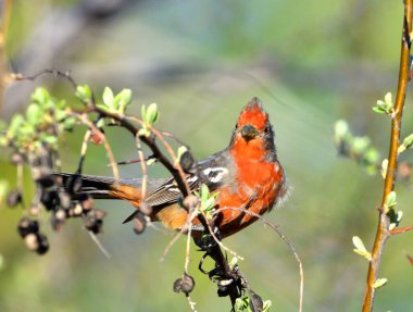 Dal kesici (phytotoma rutila), Arjantinli patagonya kuşu.