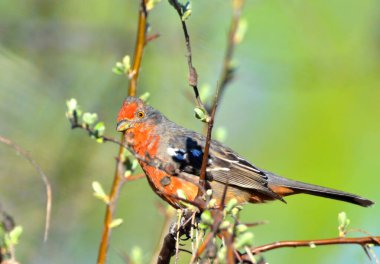 Dal kesici (phytotoma rutila), Arjantinli patagonya kuşu.