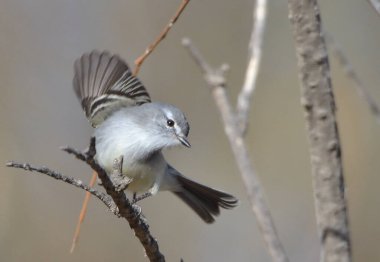 Warbler Bit (Serpophaga griseicapilla), Arjantin patagonya kuşu