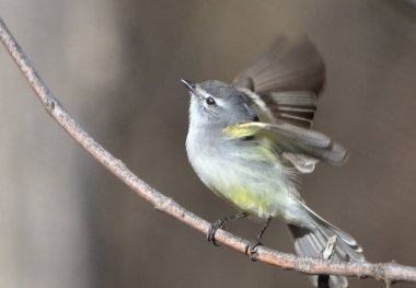 Warbler Bit (Serpophaga griseicapilla), Arjantin patagonya kuşu