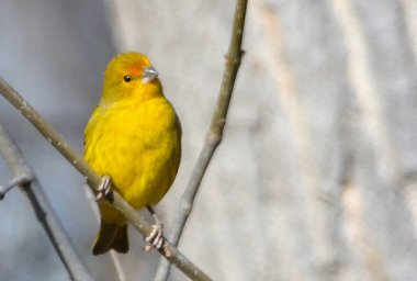 Altın siskin (sicalis flaveola), Arjantin patagonya kuşu