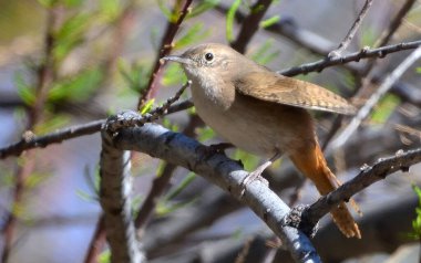 Fare çalıkuşu (troglodit aedon), Arjantin patagonisi
