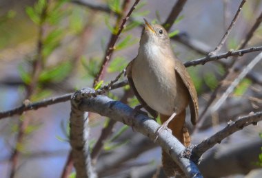 Fare çalıkuşu (troglodit aedon), Arjantin patagonisi