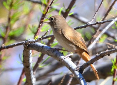Ormandaki kırmızı kuş