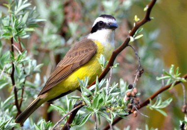 benteveo (pitangus sulphuratus), Arjantin Patagonya