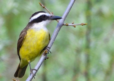 benteveo (pitangus sulphuratus), Arjantin Patagonya