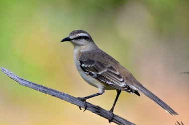 Büyük Calandria (mimus saturninus), Arjantin patagonisi