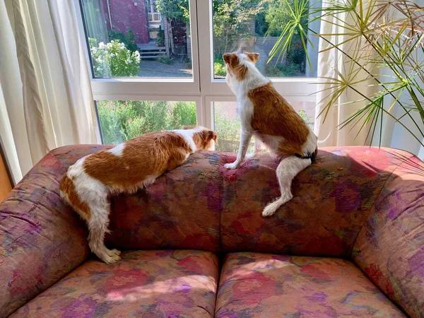 İki Kromfohrlnder köpeği, nadir bir Alman türüdür, köpek kanepesinde uzanır, pencereden dışarı bakarlar..