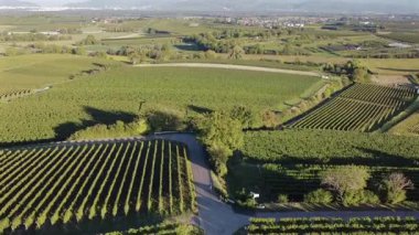 Yukarı Ren Graben 'de güneşli bir üzüm bağının üzerinde süzülen bir dron, yemyeşil şarap büyüyen manzarayı ve Kara Orman tepelerinin uzak siluetini gözler önüne seriyor. Sahne, tarımsal güzellikle doğal huzuru harmanlıyor..