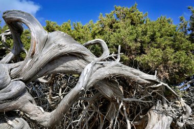Çok, çok yaşlı ve eğri ardıç ağacı (Juniperus phoenicea)